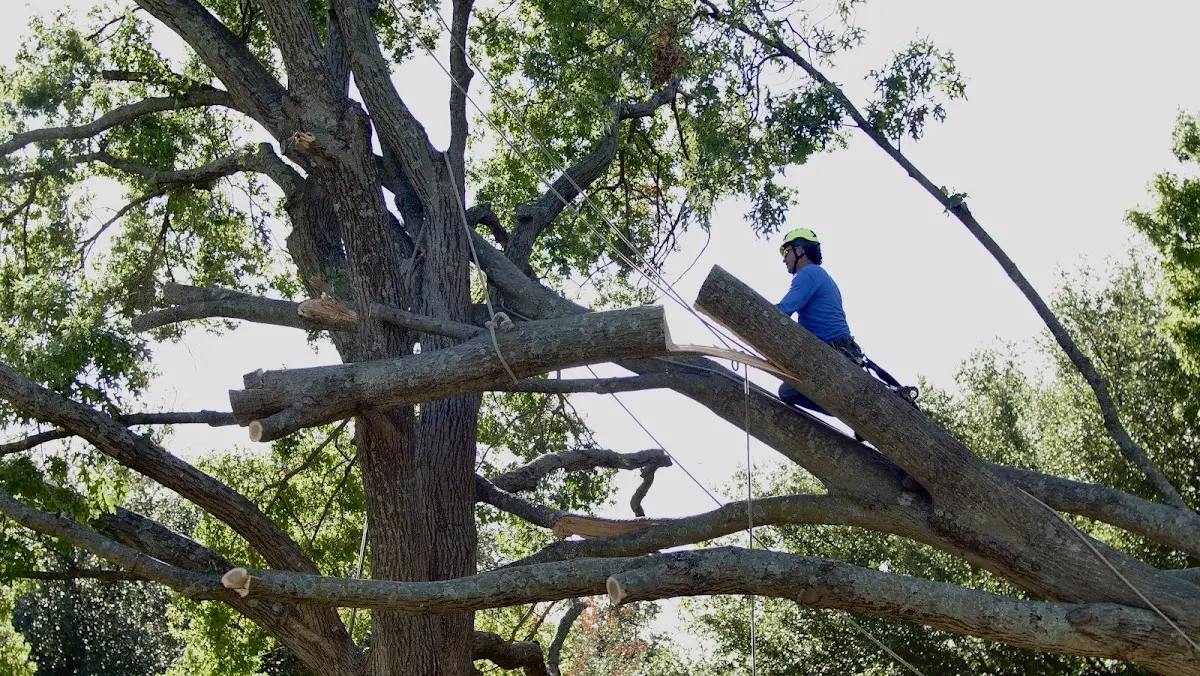 Professional Crown Thinning performed by certified arborists in Spring Arbor